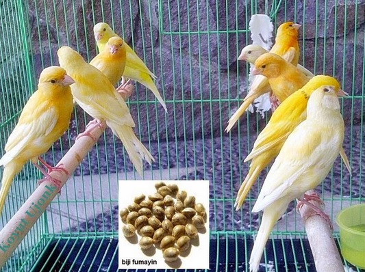 Biji fumayin digunakan untuk pangan burung kenari untuk meningkatkan performa burung.