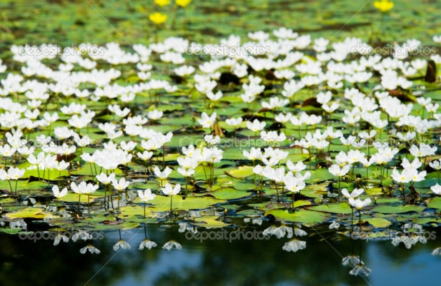 Dijuluki si Water Snowflake karena bunganya terhampar seperti butiran salju di atas permukaan air.