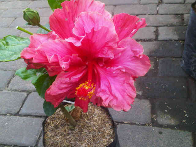 hibiscus-double-pink-bangkok