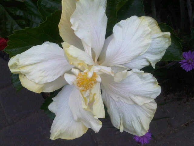 hibiscus-double-white-ivory-bangkok