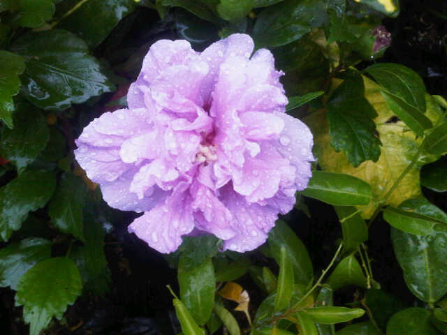 hibiscus-medium-ungu-tumpuk