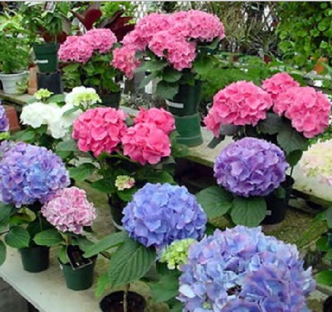 The colorful flowers are very beautiful if used as bouquet flowers on certain occasions.