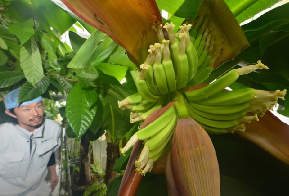 Perhatikan tandannya. Jika sudah mencapai jumlah maksimal (5-7 sisir pisang), maka potong jantung pisangnya.
