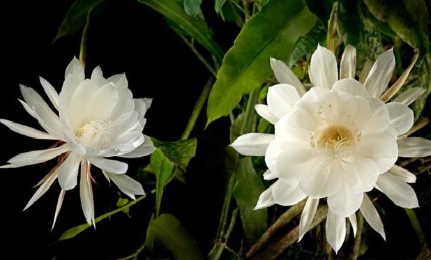 Kadapul flower is one of the rare plants, which is only developed in Sri Lanka.