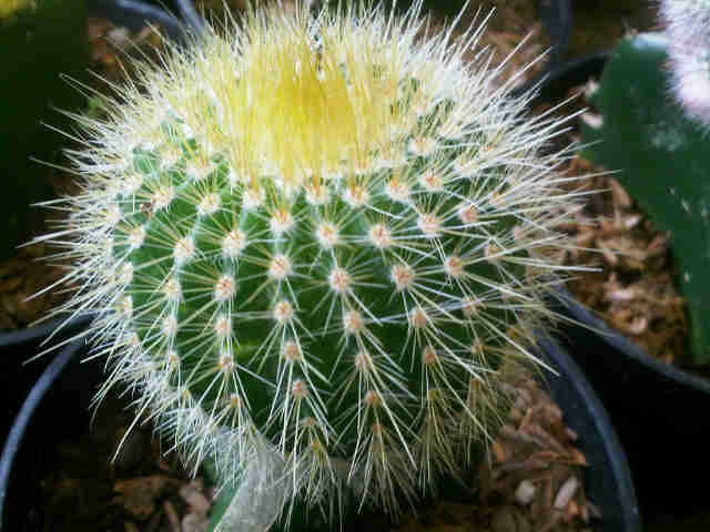 kaktus-3