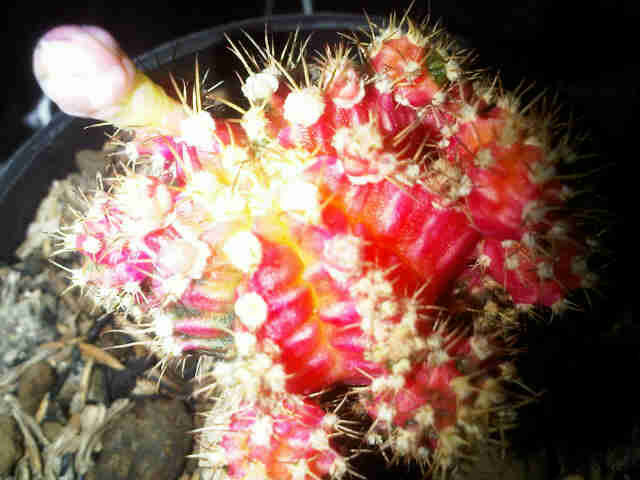 kaktus-red-siklam