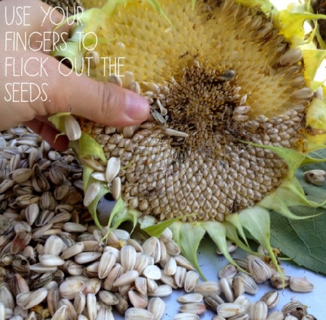 Keluarkan biji bunga matahari yang sudah kering bisa dengan menggunakan jempol tangan.
