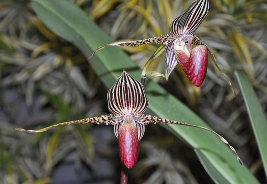 Get Bunga Aglonema Tanaman Hias Langka Dan Mahal Pictures