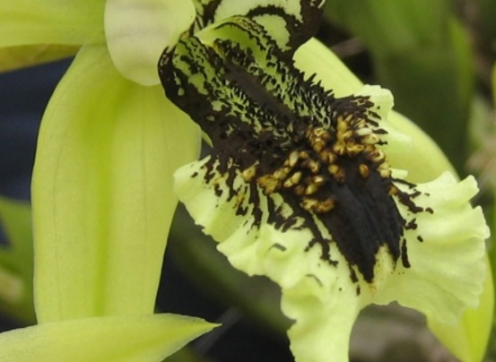 Bunga anggrek hitam di dominasi warna hijau dan lidahnya (labellum) hitam sehat.