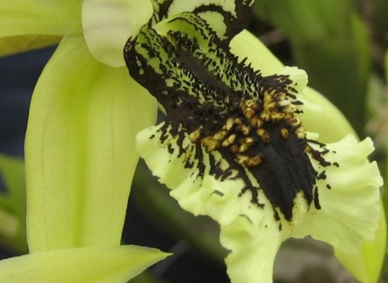  atau anggrek hitam merupakan bunga yang dijadikan maskot kota kalimantan timur Bunga Anggrek Hitam (Black Orchid) Yang Terancam Punah