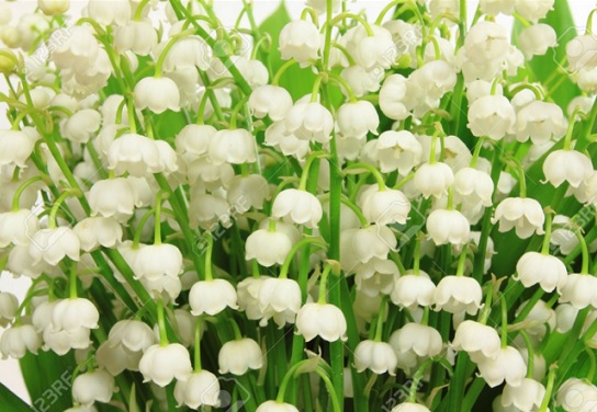 Bunga mungil berwarna putih ini seperti lonceng kecil yang sangat mempesona.