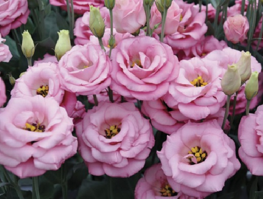 Lisianthus pink flower display.  Very elegant and attractive.