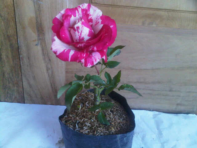 mawar-batik-pink