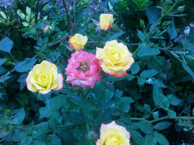 mawar-floribunda-colorado