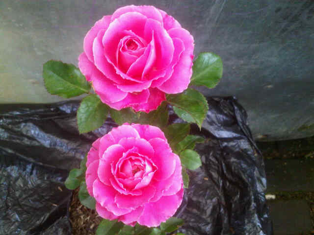 mawar-floribunda-pink
