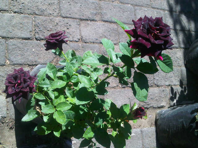 mawar-hitam-2