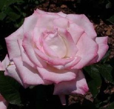 mawar-pink-tipped