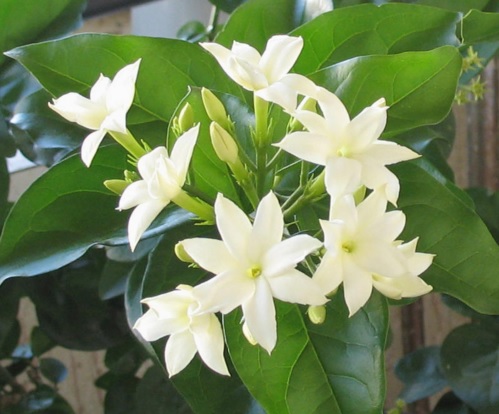 Bunga Melati Si Putih Suci Yang Sederhana Bibitbunga Com