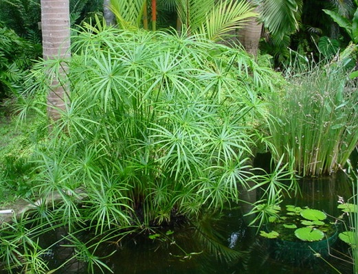 Papirus air sangat bagus diletakkan di tepi kolam karena dapat memberi kesan teduh pada area kolam.