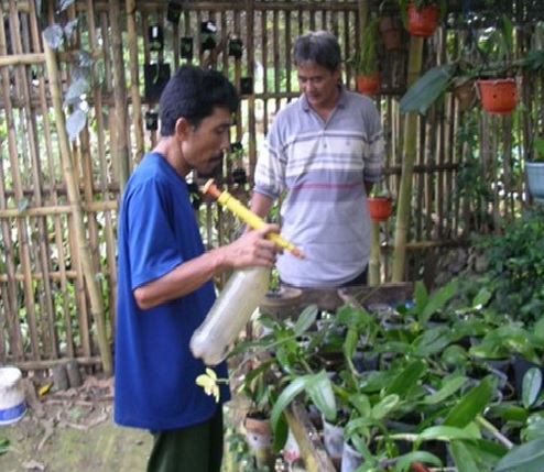 anggrek bulan daun lurik Cara Menanam dan Merawat Anggrek Bulan 