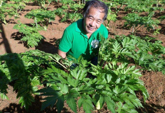 Rahasia orang jepang berumur panjang telah terungkap Mengenal Tanaman Ashitaba (Angelica keiskei)