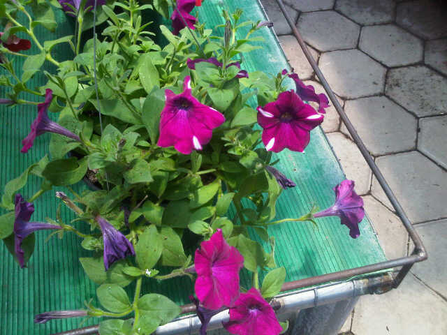 petunia-purple