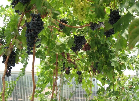 Pohon anggur yang telah ditanam pada pot bisa diberi tiang penopang