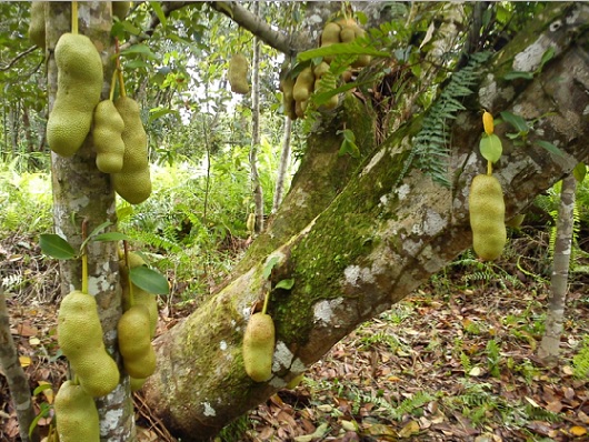 Cempedak berstruktur lebih panjang dan ramping daripada buah nangka.