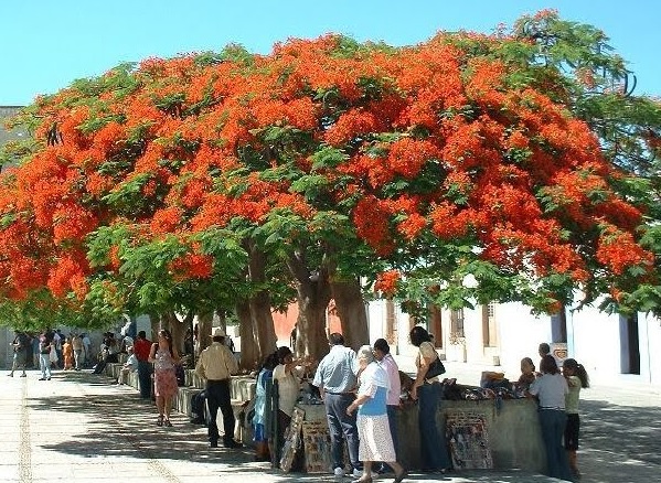 Pohon flamboyan bisa dijadikan tempat naungan ntuk orang-orang yang berjualan dipiggiran kota.