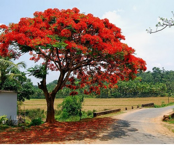 Berbunganya pohon flamboyan menjadi fenomena unik dan indah yang selalu dinanti-nantikan.