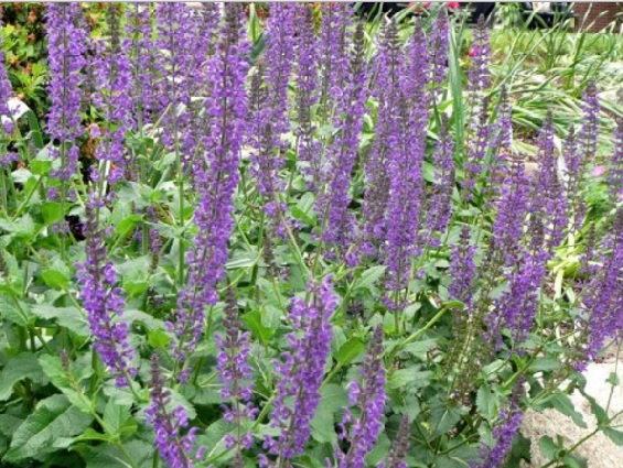 Salvia is purple at first glance like a lavender plant.