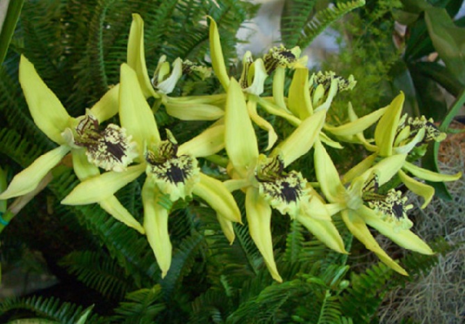 Populasi bunga anggrek hitam terancam punah jika dicabutii terus menerus