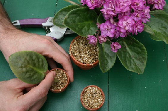 Lakukan teknik repoting untuk mnegembalikan kesegaran tanah dan mendapatkan tanaman violces baru.