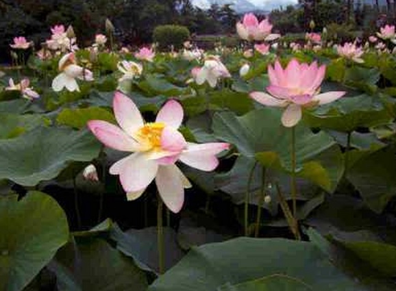 Bunga seroja tumbuh di atas permukaan air dan di topang dengan batangnya yang menjulang ke atas.
