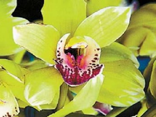 The color of the petals and their hues are very impressive.  Shezend Orchids are very rare these days.