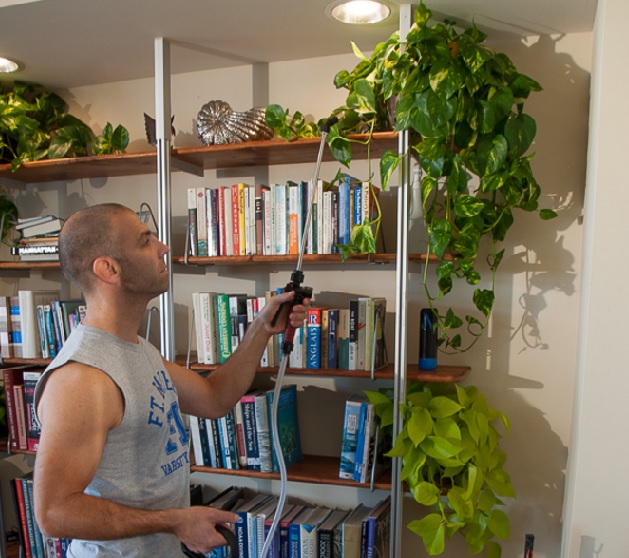 Merambatkan tanaman sirih gading pada rak buku di dalam rumah merupakan suatu kreatifitas yang cerdas.