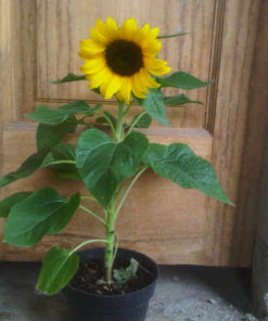 Jual Tanaman Bunga Matahari Lokal Bibitbunga Com