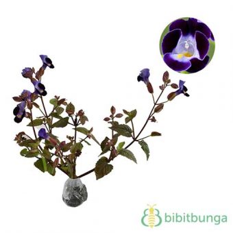 Tanaman Torenia Kauai Deep Blue - BibitBunga.com