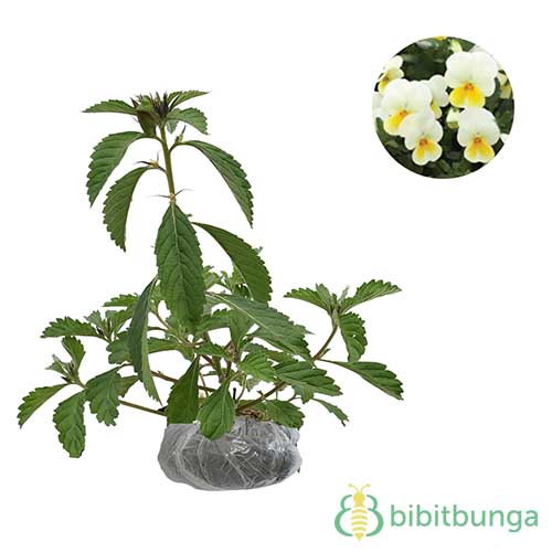 iTanamani iViolai Lokal White Yellow BibitBunga com