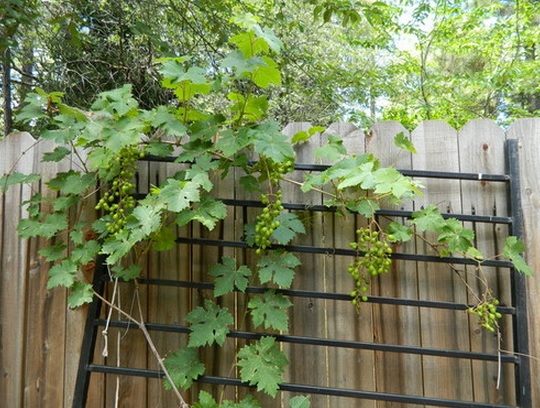 Penempatan teralis di halaman belakang bisa digunakan sebagai alat menjalarnya tanaman Anggur.