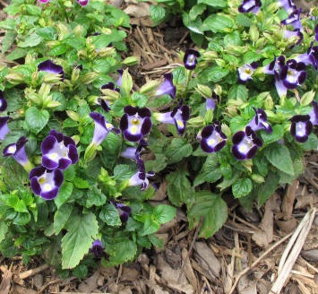 Tanaman Torenia Kauai Deep Blue - BibitBunga.com