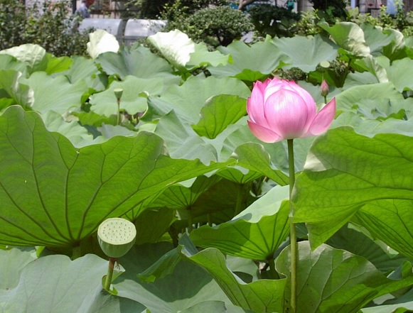 Bunga Seroja Lotus Yang Menawan Bibitbunga Com
