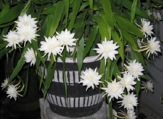 Wijaya kusuma merupakan tanaman hias sekaligus tanaman obat yang sangat indah.