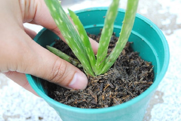   tidak sanggup dilakukan dengan stek daun Cara Menanam Lidah Buaya Dalam Pot