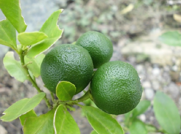 Jeruk nipis menjadi sangat populer dengan kemampuannya yang merangkap sebagai tanaman bumbu dapur sekaligus tanaman obat.