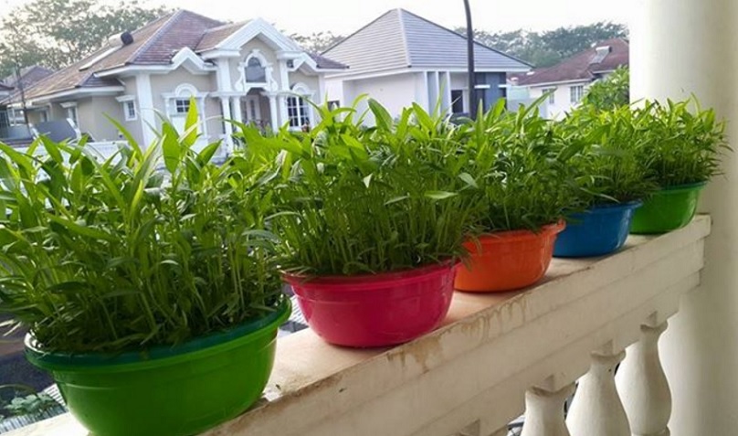Kangkung yang ditanam pada wadah atau pot, tetap tumbuh subur seperti saat ditanam pada lahan langsung. Bisa Anda letakkan pada teras untuk memberikan kesan sejuk pada rumah Anda.