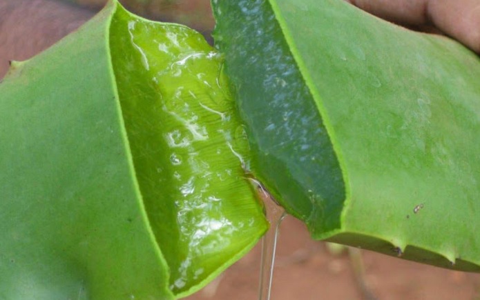   tidak sanggup dilakukan dengan stek daun Cara Menanam Lidah Buaya Dalam Pot