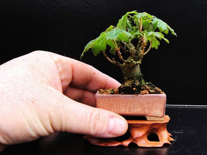Salah satu contoh tanaman mame bonsai yang bisa dijadikan hiasan meja.