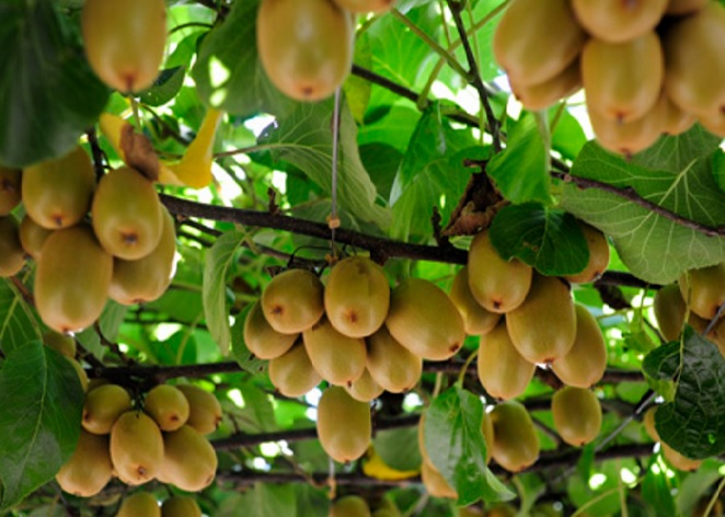 Pohon kiwi yang tumbuh tinggi biasanya dibuatkan penopang atau penyangga agar tumbuh dengan baik. Setelah 