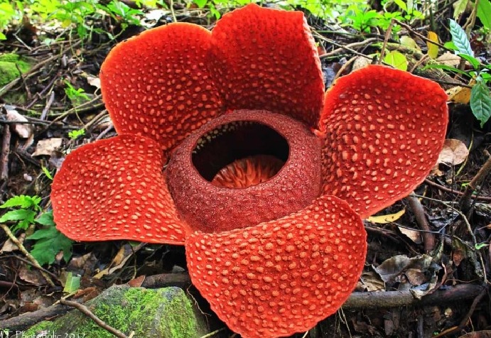 Rafflesia-arnoldi